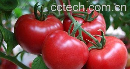 果蔬百科番茄-0