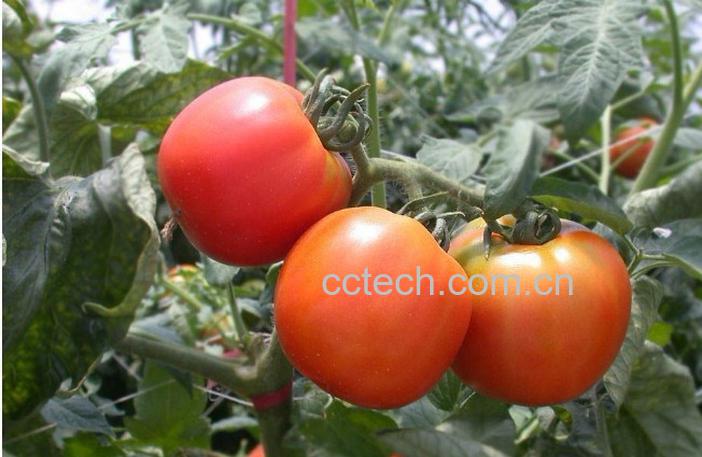 果蔬百科小番茄-0