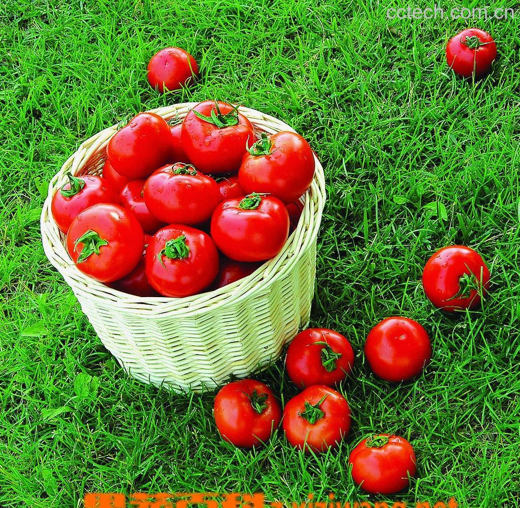 果蔬百科番茄-0
