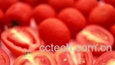 果蔬百科番茄-0