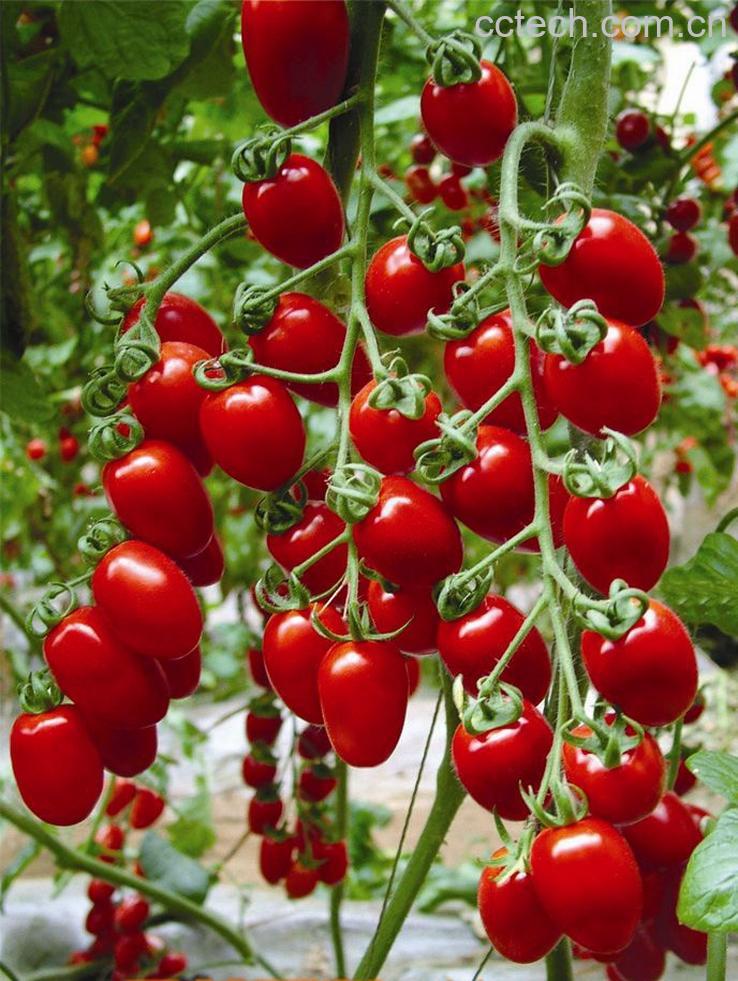 果蔬百科番茄-0