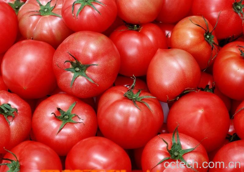果蔬百科番茄-0