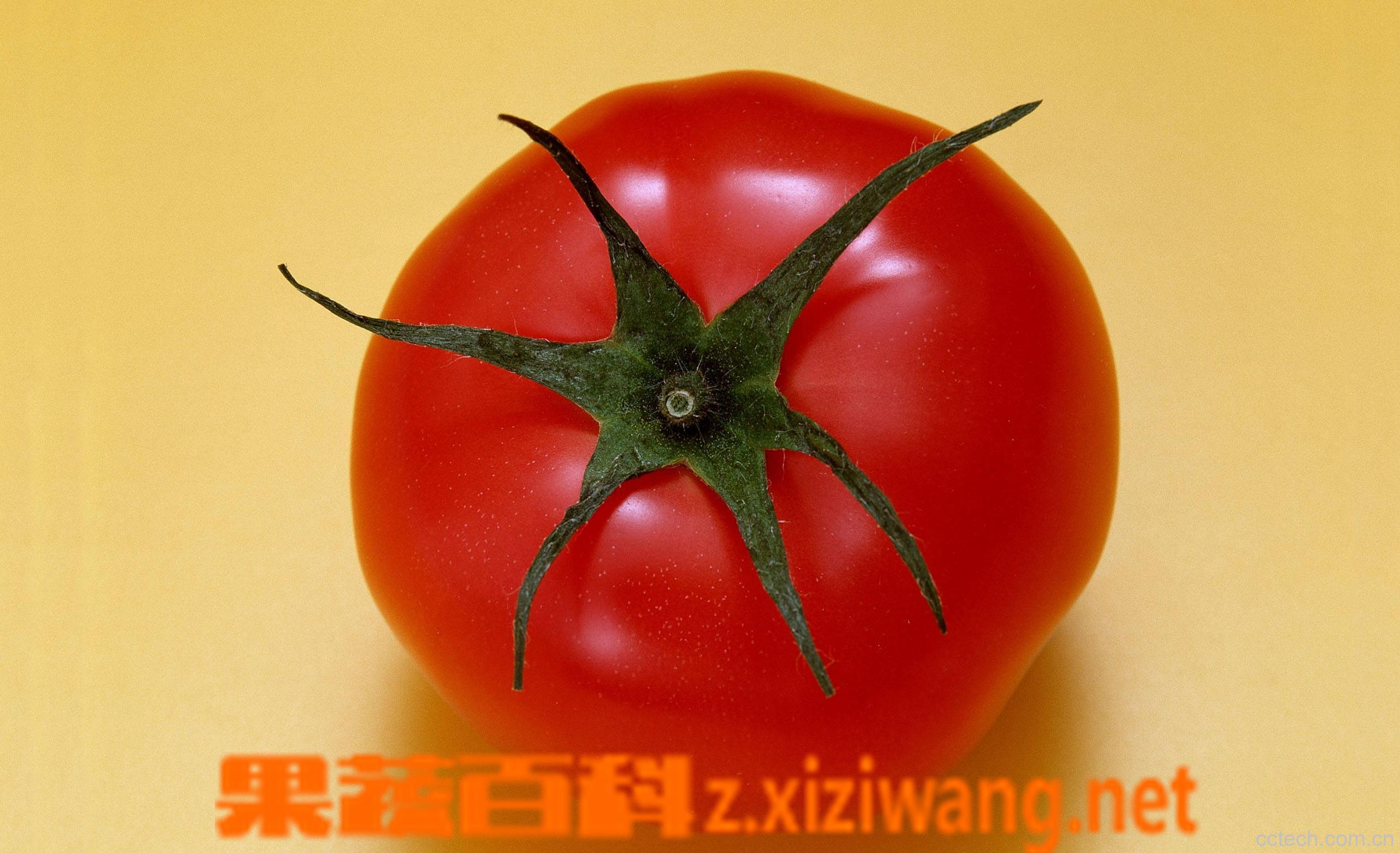 果蔬百科番茄-0