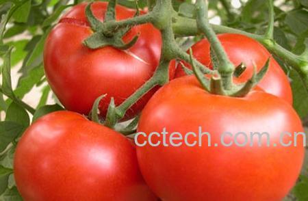 果蔬百科番茄-0