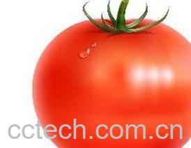 果蔬百科番茄-0