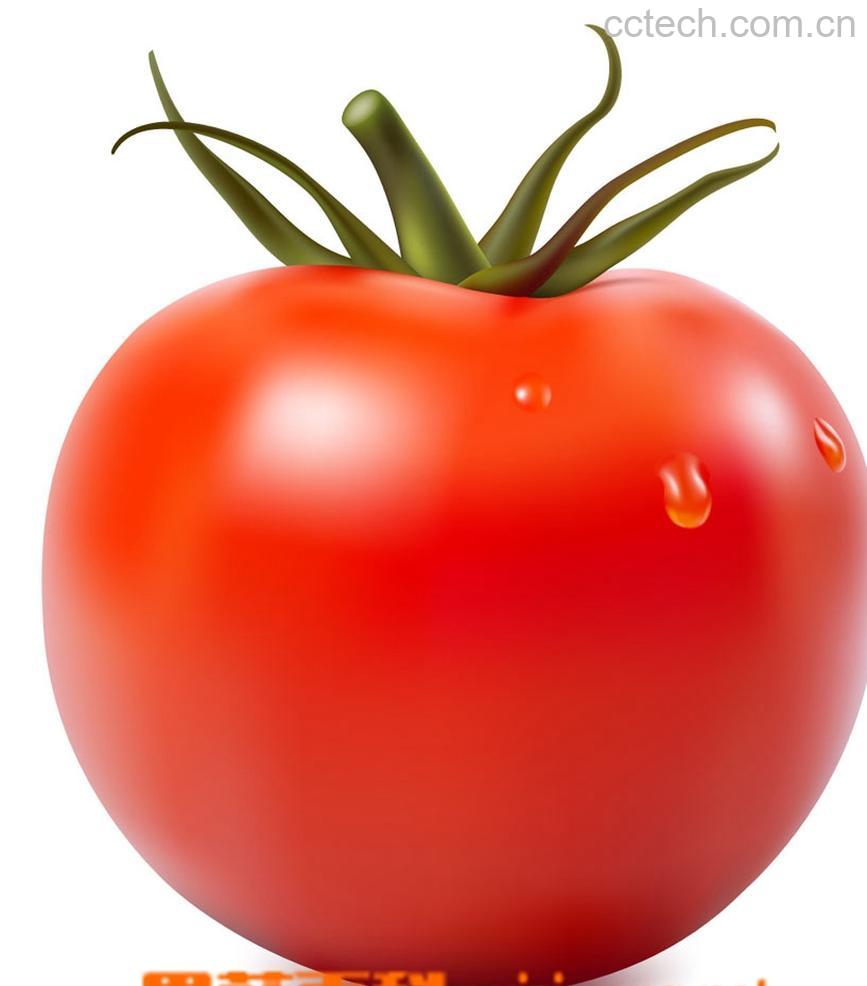 果蔬百科番茄-0