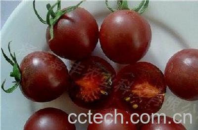 果蔬百科番茄-0
