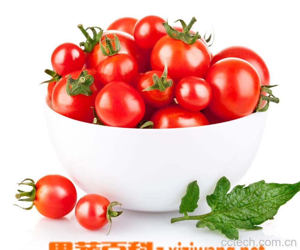 果蔬百科番茄-0