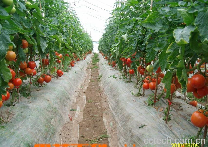 果蔬百科番茄-0