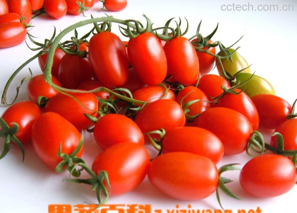 果蔬百科番茄-0