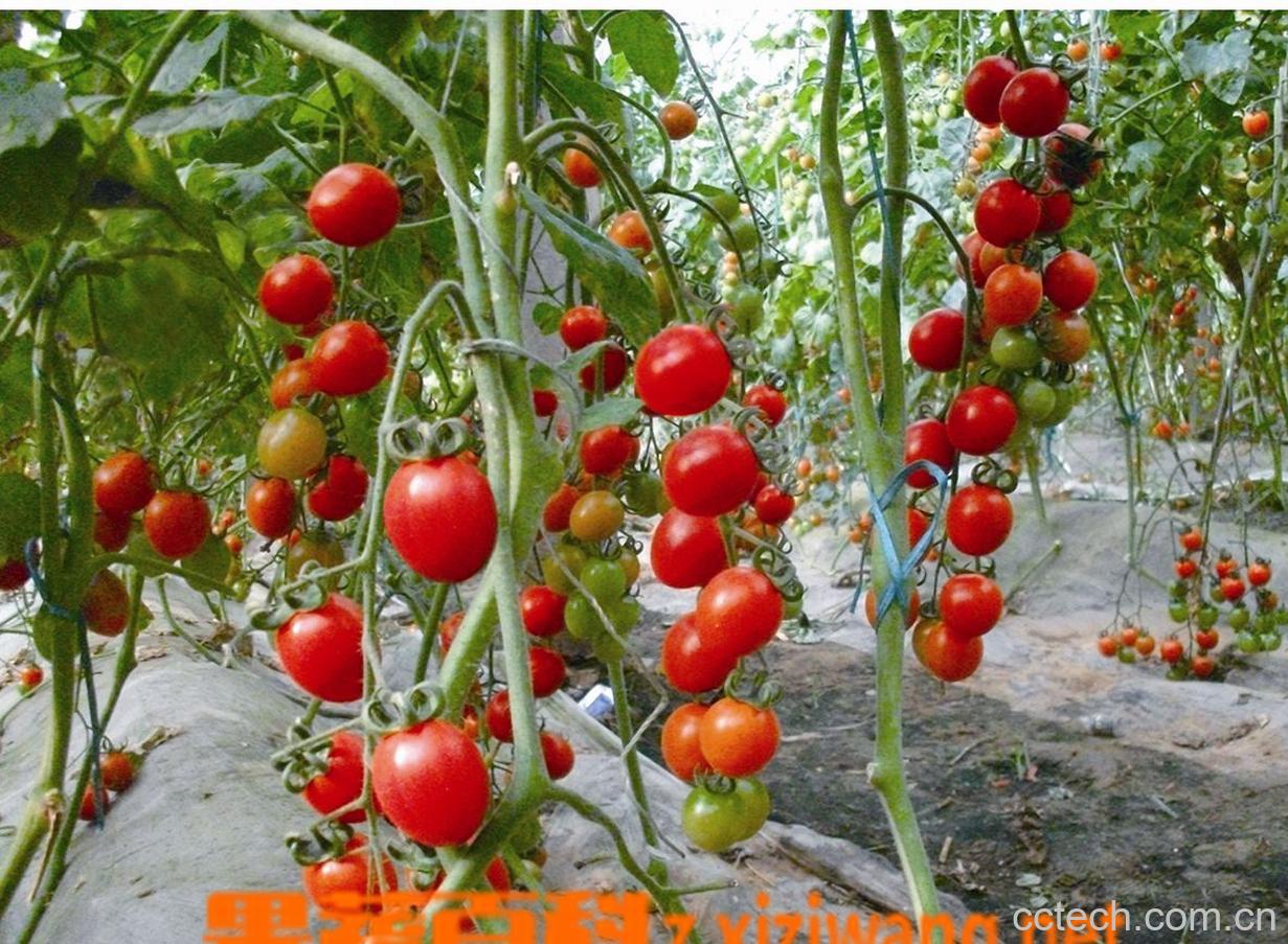 果蔬百科番茄-0