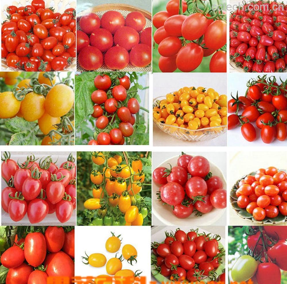 果蔬百科番茄-0