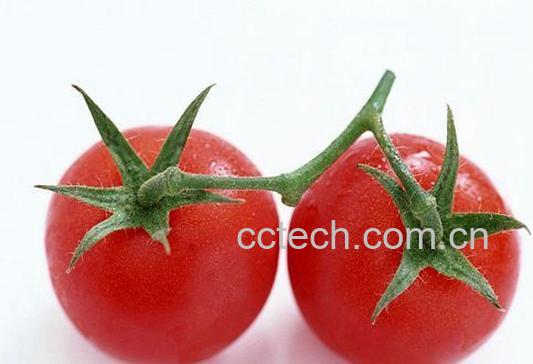 果蔬百科番茄-0