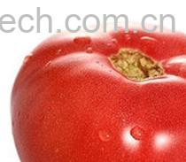 果蔬百科番茄-0