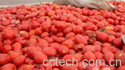 果蔬百科番茄-0