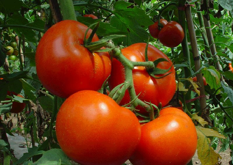 果蔬百科番茄-0