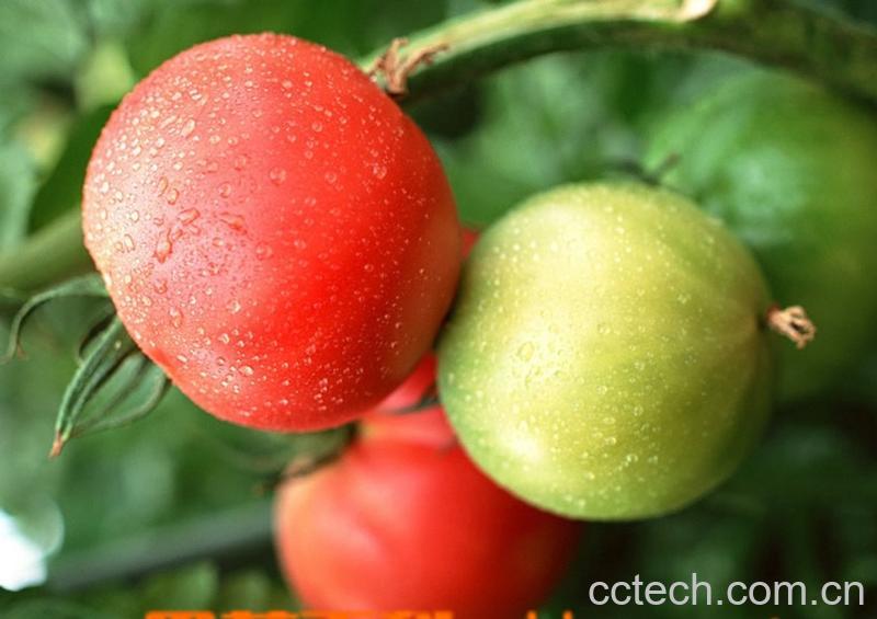 果蔬百科番茄-0