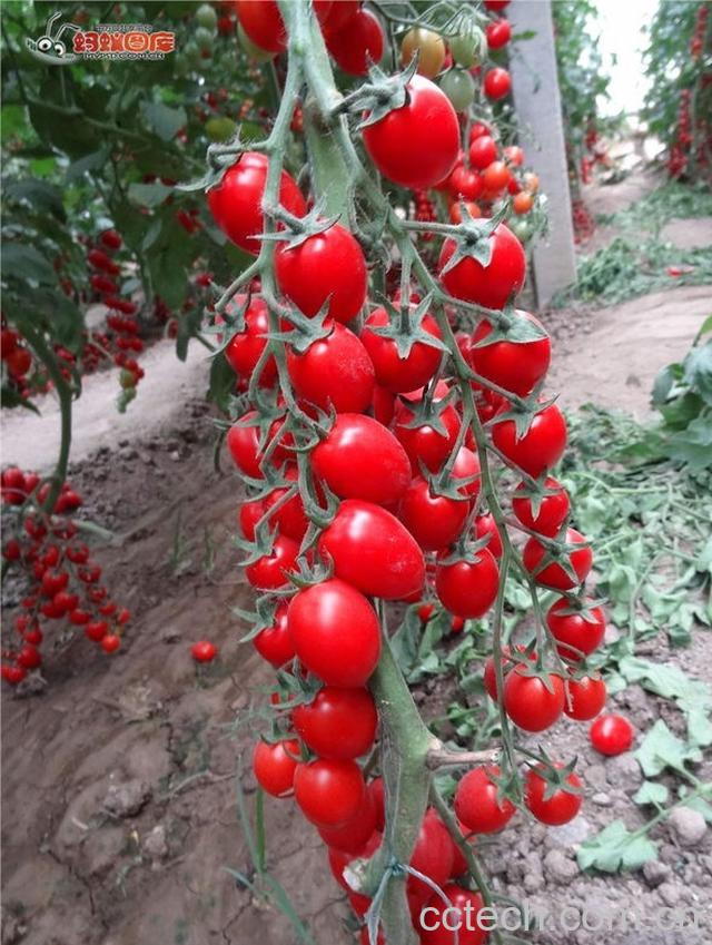 果蔬百科番茄-0