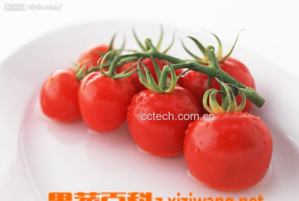 果蔬百科番茄-0