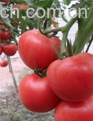 果蔬百科小番茄-0