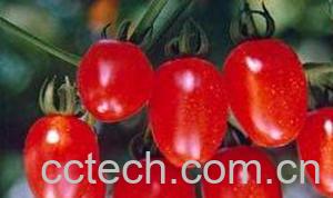 果蔬百科番茄-0