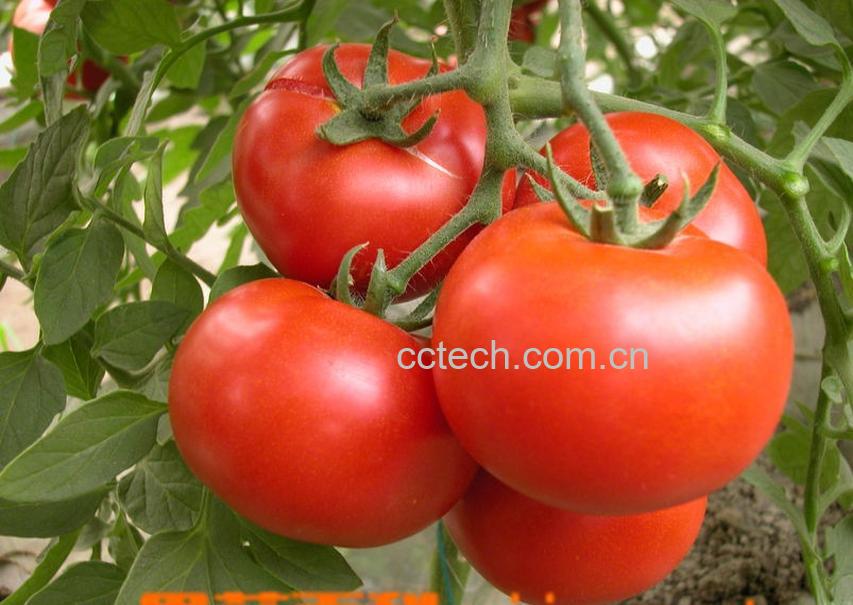 果蔬百科番茄-0