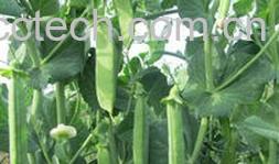 果蔬百科豌豆苗-0