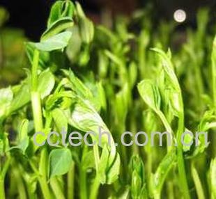 果蔬百科豌豆苗-0