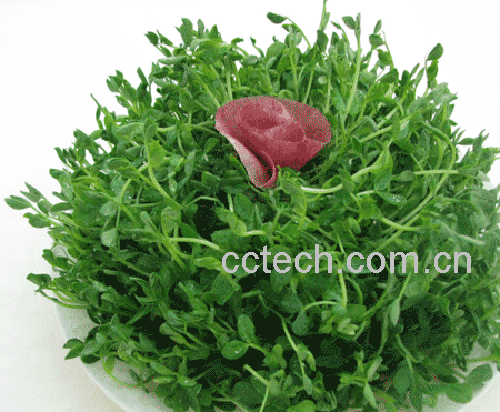 果蔬百科豌豆苗-0