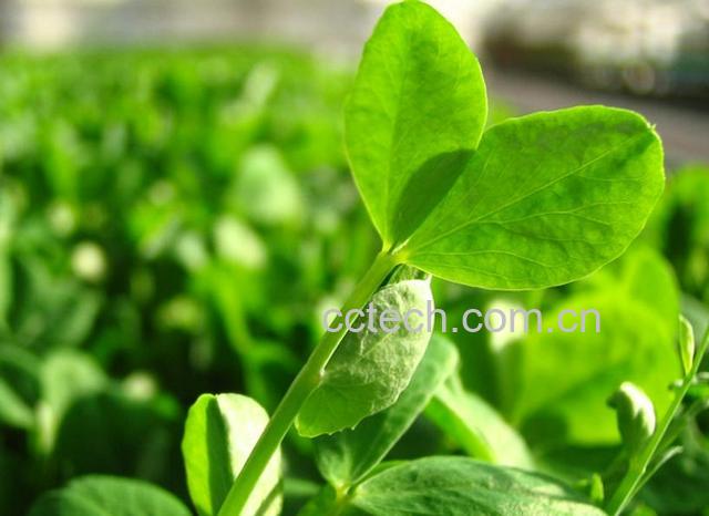 果蔬百科豌豆苗-0