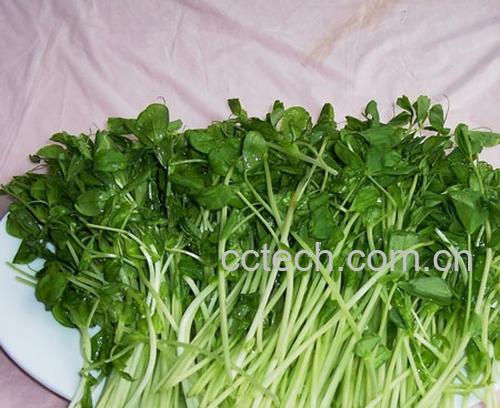 果蔬百科豌豆苗-0