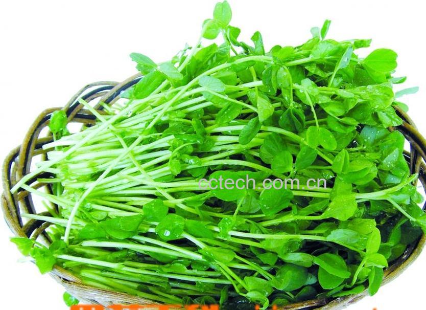 果蔬百科豌豆苗-0