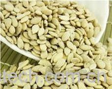 果蔬百科冬瓜子-0