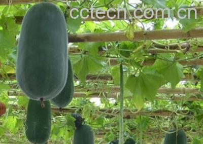 果蔬百科冬瓜-0