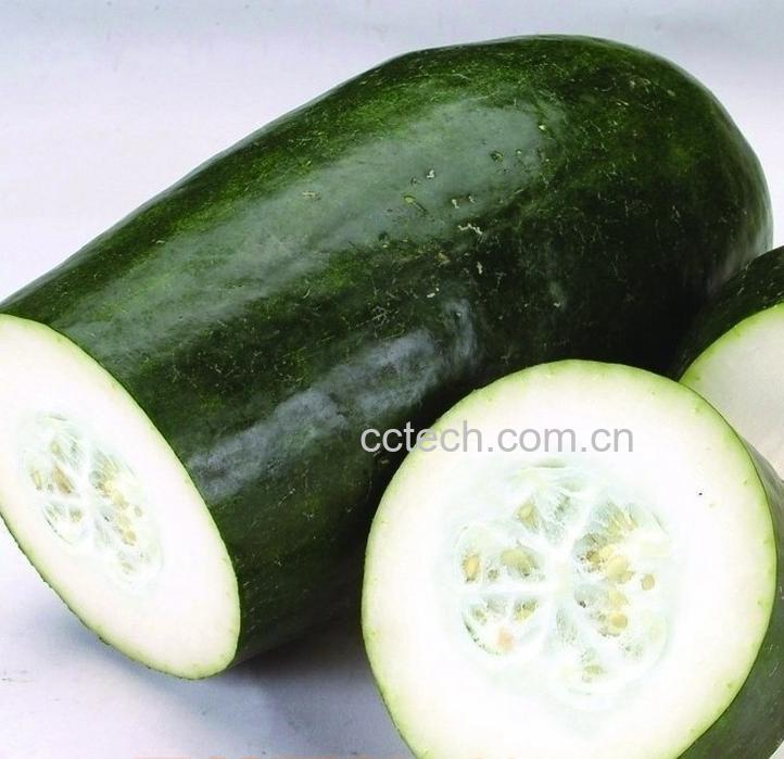 果蔬百科冬瓜-0