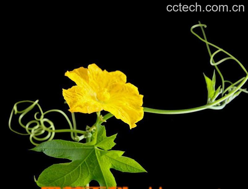 果蔬百科丝瓜花-0