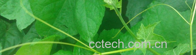 果蔬百科丝瓜叶-0