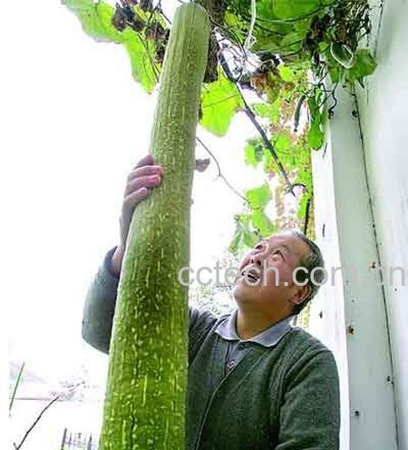 果蔬百科丝瓜-0