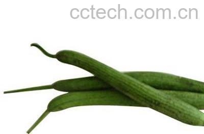 果蔬百科丝瓜-0