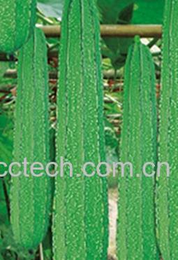 果蔬百科丝瓜-0