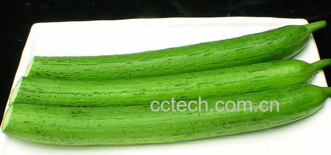 果蔬百科丝瓜-0