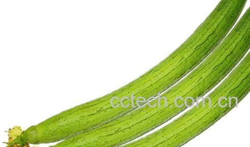 果蔬百科丝瓜-0