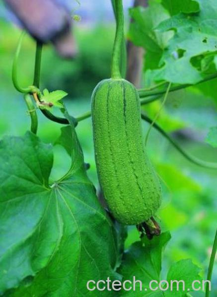 果蔬百科丝瓜-0