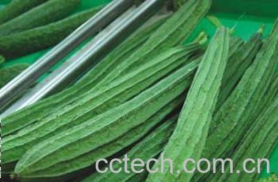 果蔬百科丝瓜-0