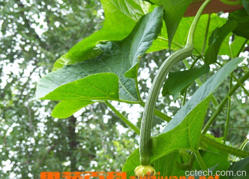 果蔬百科丝瓜-0