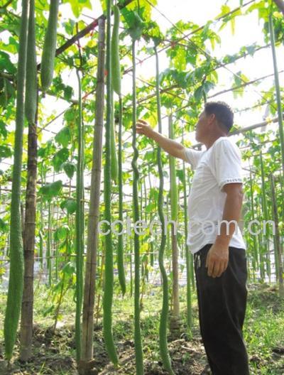 果蔬百科丝瓜-0