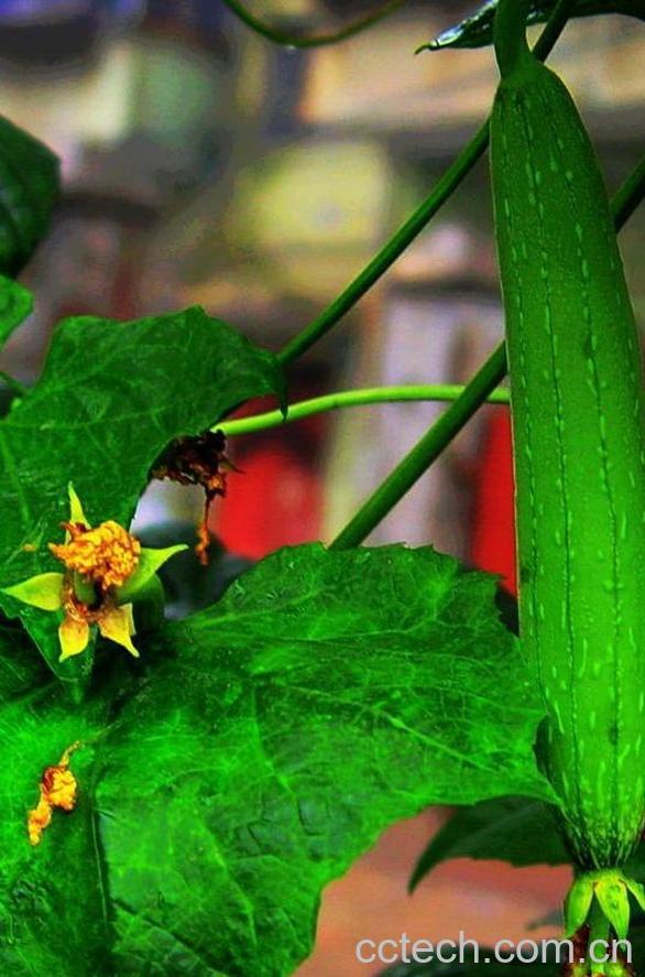 果蔬百科丝瓜-0