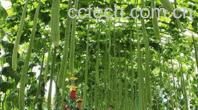 果蔬百科丝瓜-0