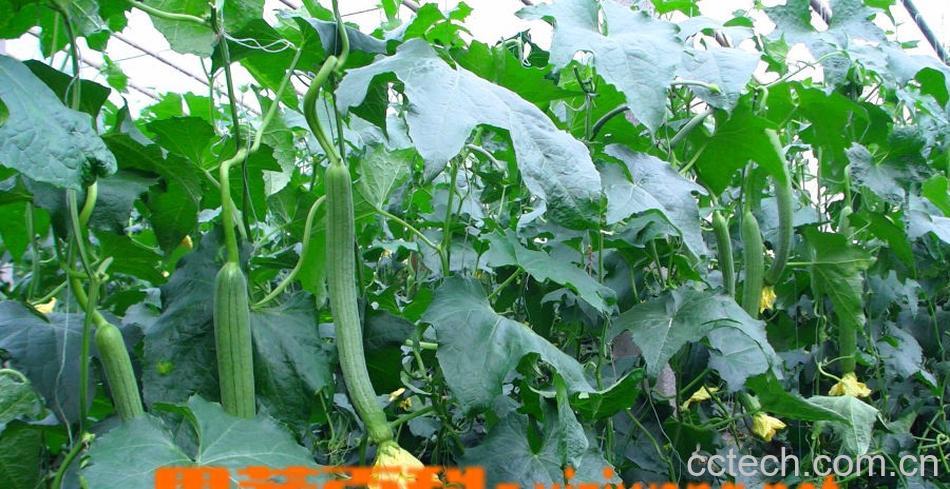 果蔬百科丝瓜-0