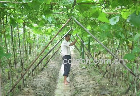 果蔬百科丝瓜-0